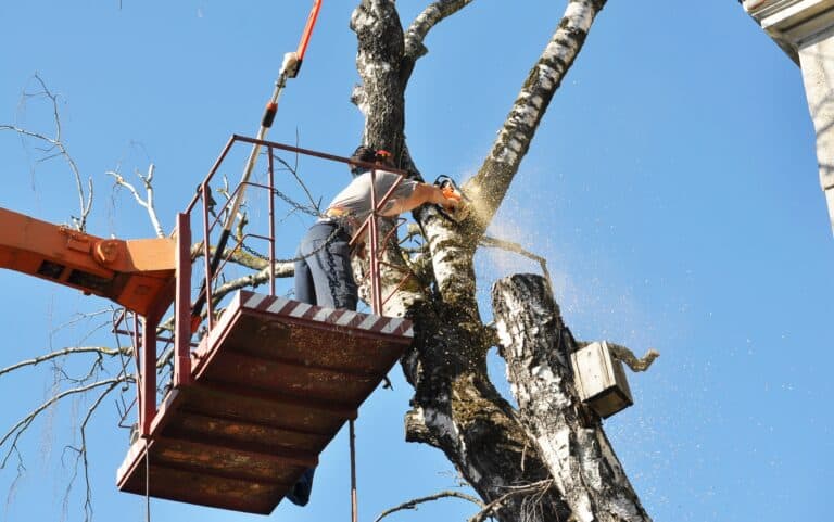 Tree Trimming and Removal